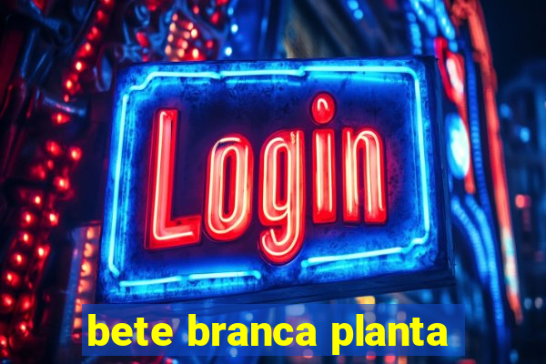 bete branca planta